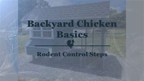 Backyard Chicken Basics Rodent Control Steps Youtube