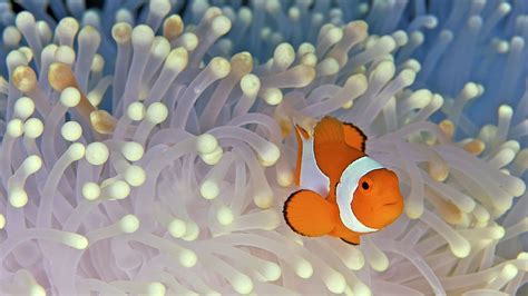 Clown Fish Fish Clown Fish Fish Clownfish Hd Wallpaper Pxfuel