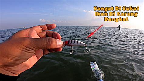 Casting Karang Dangkal Pakai Minnow 6 Gram Dijamin Full Strike Bersama