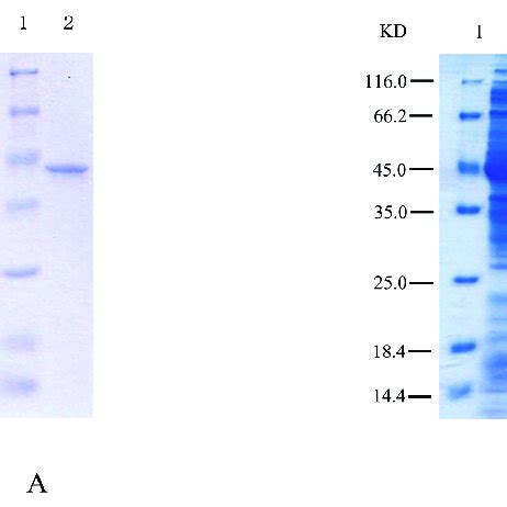 A Sdspage Of The Purified Native Hsphzz From Pseudomonas Sp Zz