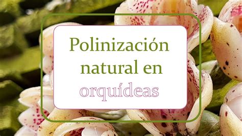 Polinizaci N Natural En Orqu Deas Alma Del Bosque Youtube