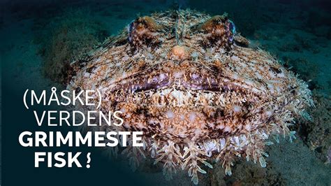 Verdens måske grimmeste fisk flytter ind Havtaske indtager