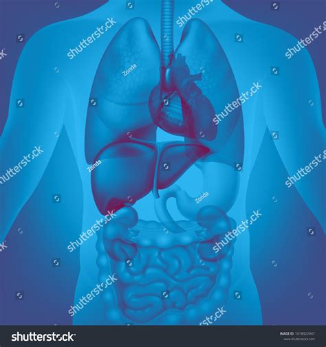 Vector Medical Illustration Human Internal Organs Stock Vector Royalty Free 1018922947