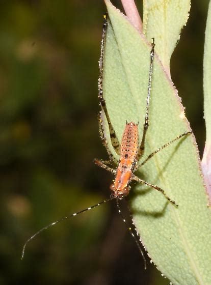 Katdid Nymph Scudderia Mexicana BugGuide Net