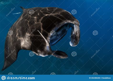 Close Up View Of Big Manta Ray Fish Big Fish In Tropical Ocean Stock