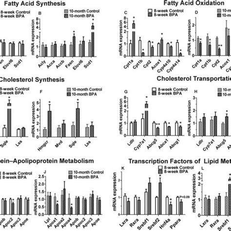 The Expression Of Genes Involved In Lipid Metabolism Is Altered In