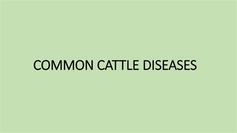 SOLUTION: Common cattle diseases - Studypool