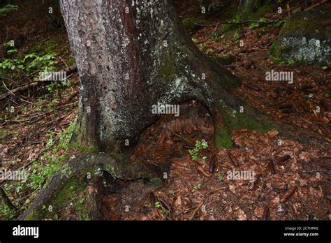 Wald Waldboden Geäst Ast Wurzel verknorpelt Wurdelwerk Stolpern