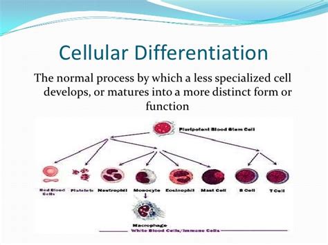 Cell Introduction and Cell Differentiation