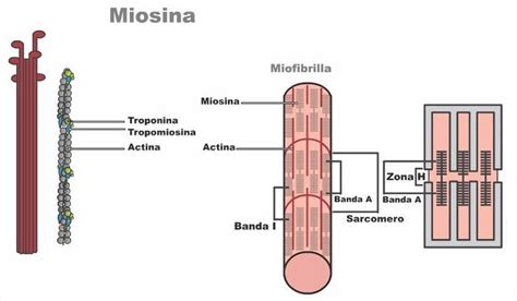 Tejido Muscular Histologia Anatomia Macroscopica Anatomia Y Images