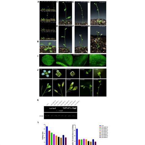 Phenotypic Analysis Of Transgenic Arabidopsis Ectopically Expressing