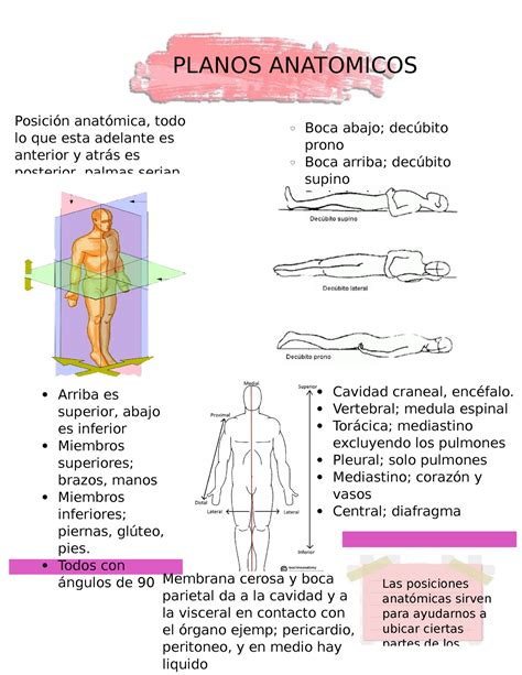 Planos Anátomicos Apuntes 4 PLANOS ANATOMICOS Las posiciones