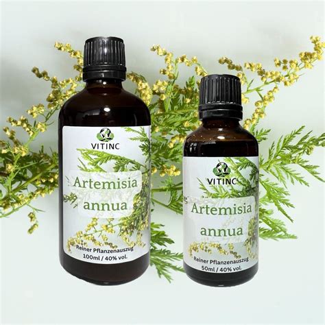 Artemisia Annua Reiner Pflanzenauszug Einjähriger Beifuß Etsy de