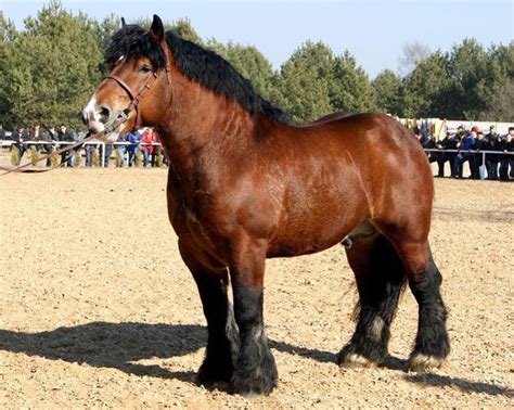 Draft Horse Horses Big Horses Rare Horses