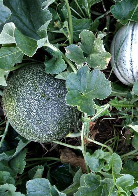 Melon - growing, sowing, planting, harvest for this summer fresh relief