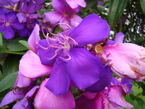 Quaresmeira Purple Glory Bush Tibouchina Granulosa Bra Flickr