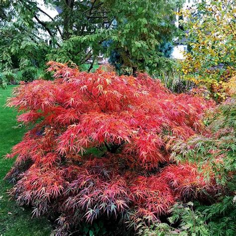 Red Pygmy Japanese Maple Trees For Sale Online The Tree Center