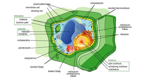 3 Teori Sel, Ini Penjelasan Lengkapnya – Gramedia Literasi