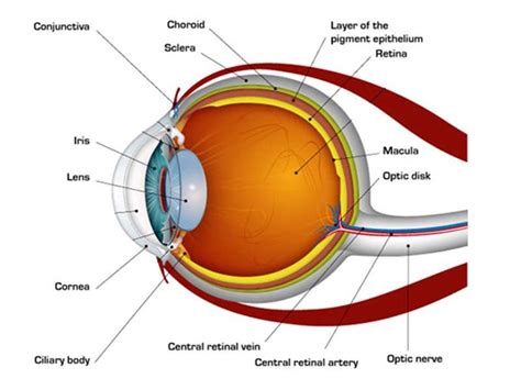 Retina anatomy diagram - codermyte