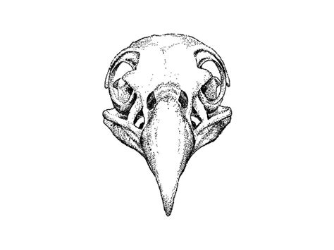 Bird Skull Drawing at PaintingValley.com | Explore collection of Bird ...