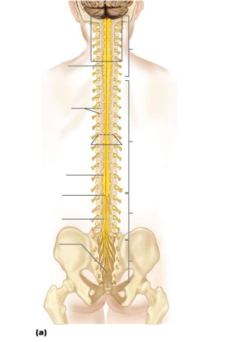 Spinal Cord Gross Anatomy Diagram Quizlet