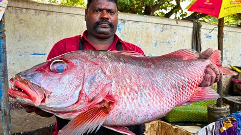 Kasimedu Speed Selvam Big Red Snapper Fish Cutting In Kasimedu