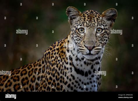 Botswana Nature Leopard Panthera Pardus Shortidgei Hidden Head