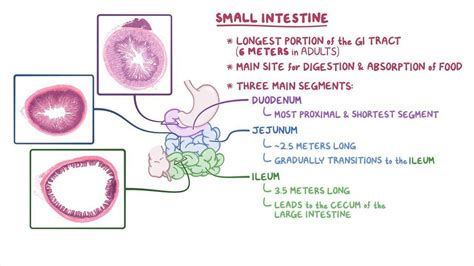 Small intestine histology: Video, Causes, & Meaning | Osmosis