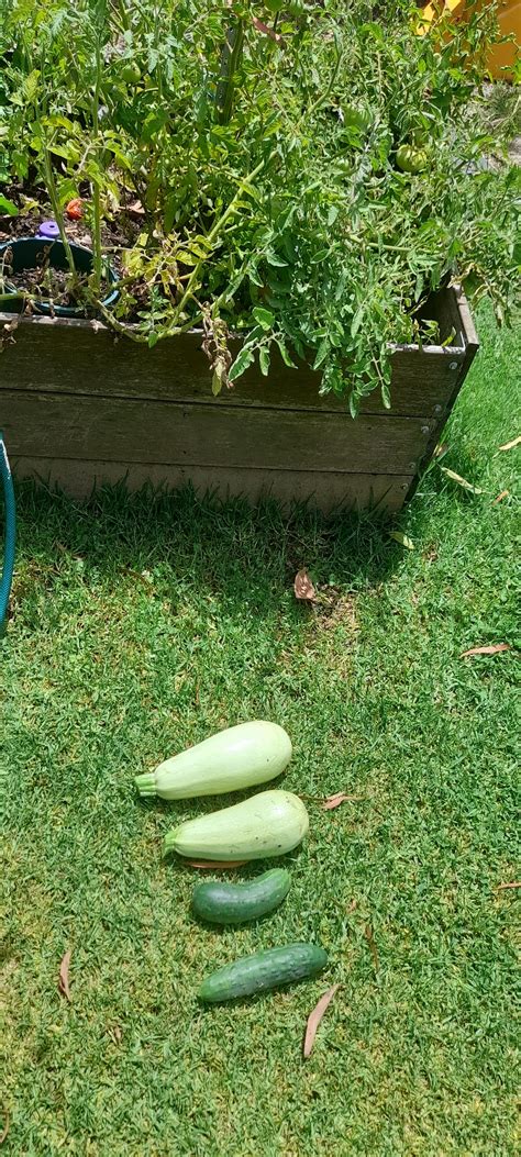 My little vege patch, I went a bit overboard. : r/GardeningAustralia