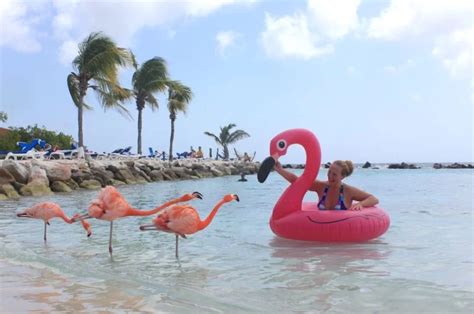 Everything You Need To Know About Flamingo Island Aruba | Tickets 'n Tour