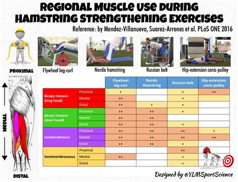 Músculos Activos En Diferentes Ejercicios De Fortalecimiento De