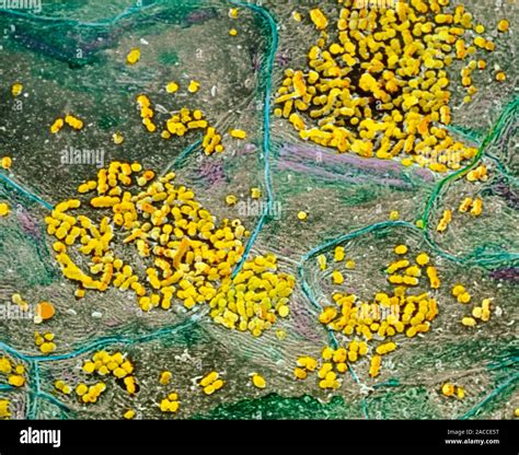 Bacteria on the tongue. Coloured Scanning Electron Micrograph (SEM) of unidentified colonies of ...