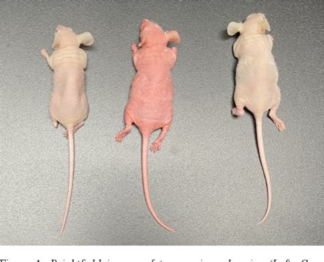 Figure From Imaging Transgenic Nude Mice Expressing Spectrally Distinct Fluorescent Reporters