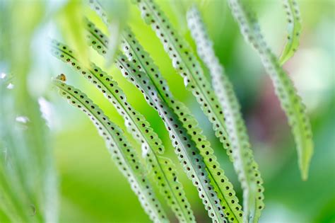 Backgrouds Of Fern And Sporangium Stock Photo Download Image Now