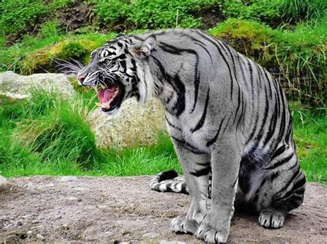 Rareblue Tiger Animals Pinterest