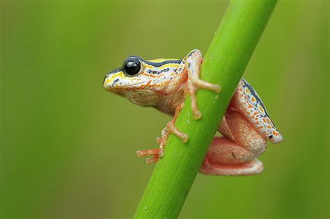 Painted Reed Frog Hyperolius Marmoratus By Emil Von Maltitz