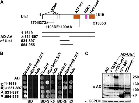 Identifying The Region Of Uls That Interacts With Slx A A