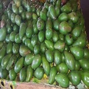 Buy Top Grade Fresh Avocados Hass Avocados Thailand Origin From AMELIA