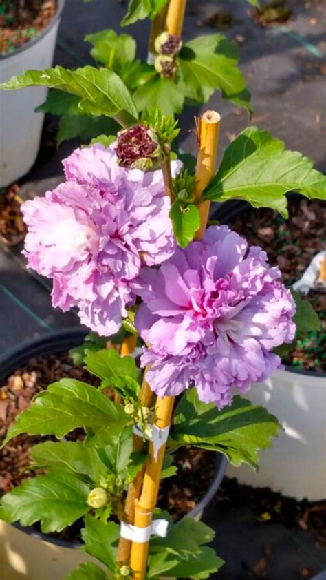 Hibiscus Blueberry Smoothie Commercial Nursery Co