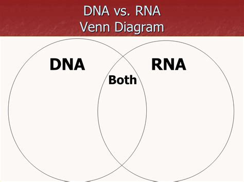 Transcription Vs Translation Venn Diagram Wiring Diagram Pictures