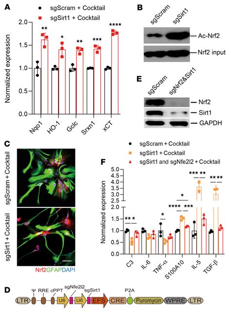 Sirt1 Enhances A1 Astrocytes By Inhibiting The Activity Of Nrf2 Mrna