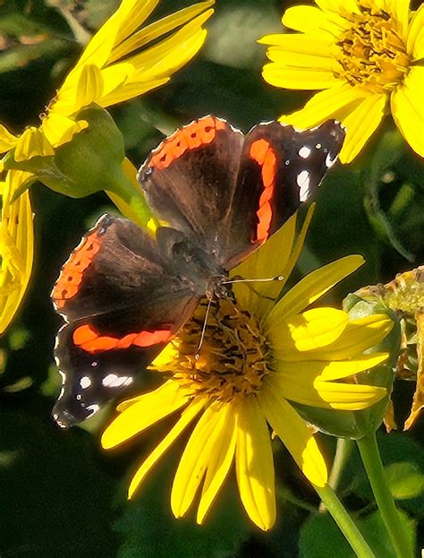Friends of the Cache River Watershed