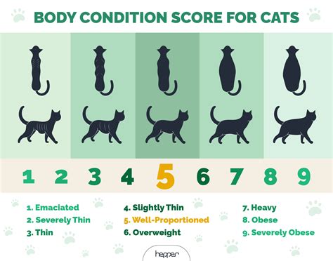 how to fatten up a cat 9