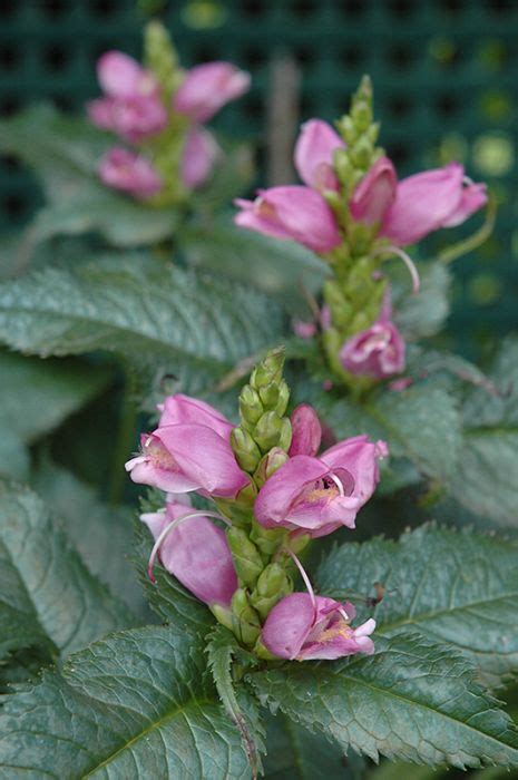Chelone Turtlehead Hot Lips Gertens Garden Center