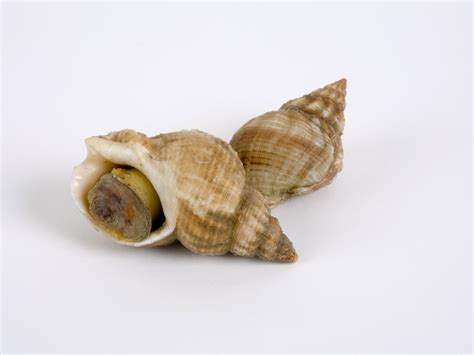 Whelk Facts, Health Benefits and Nutritional Value