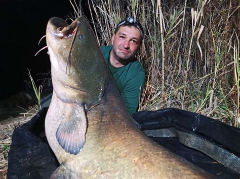 Angelurlaub Am Ebro Im Fr Hjahr Auf Ebro Welse Extreme Ebrofishing