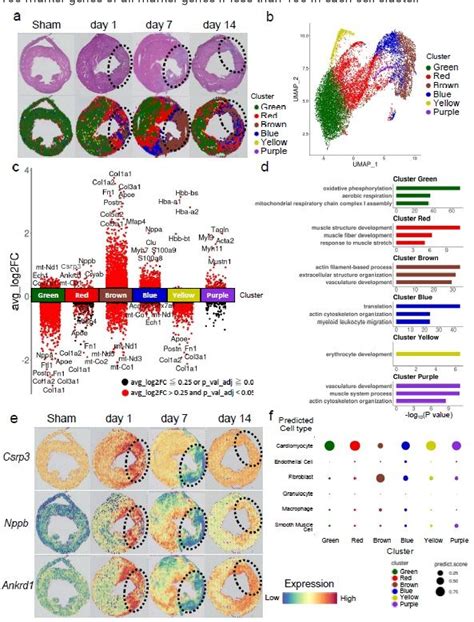 Figure From Spatiotemporal Single Cell Analysis Reveals Critical