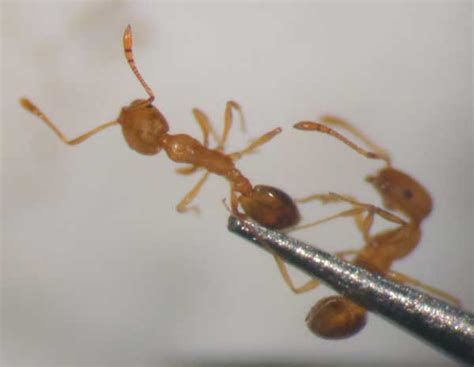 Pharaoh Ant Insect Id