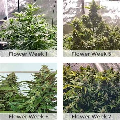 Northern Lights Autoflower Seeds Weedpad Unique Cannabis Seed Deals