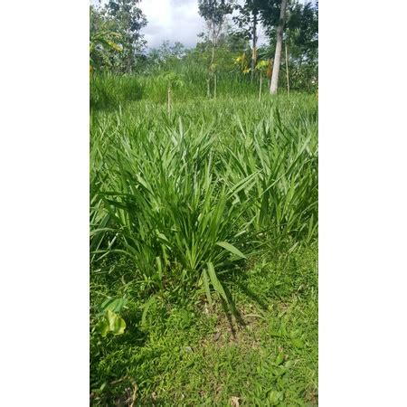 Jual Bibit Rumput Odot Suket Gajah Pakan Ternak Kg Shopee Indonesia